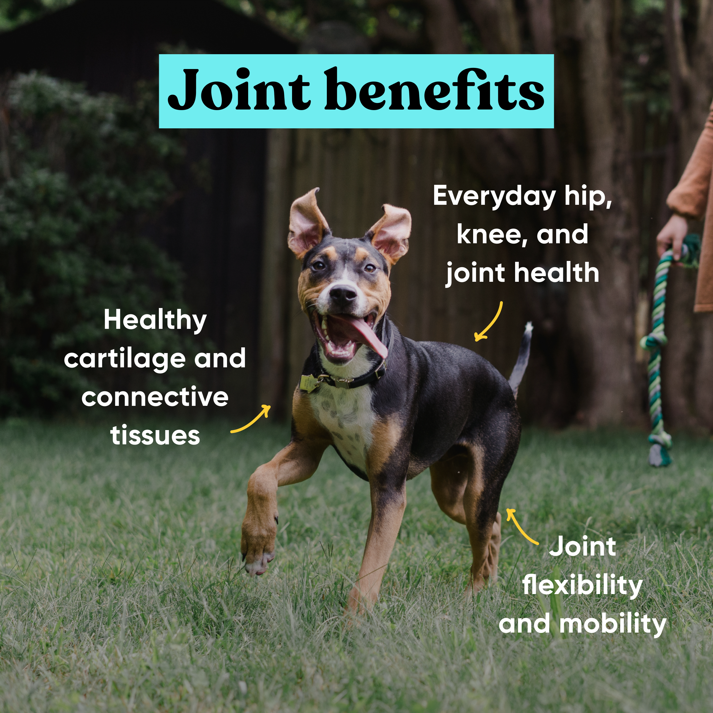 SKUs_Allergy_Joint_-_4.png